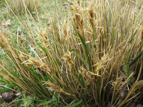 Image of Carex muelleri Petrie