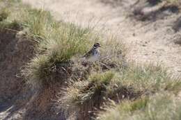 Chondestes grammacus strigatus Swainson 1827 resmi