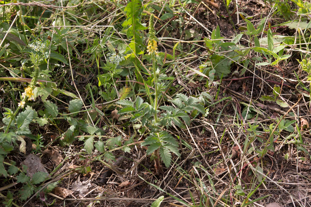 Image of Agrimony