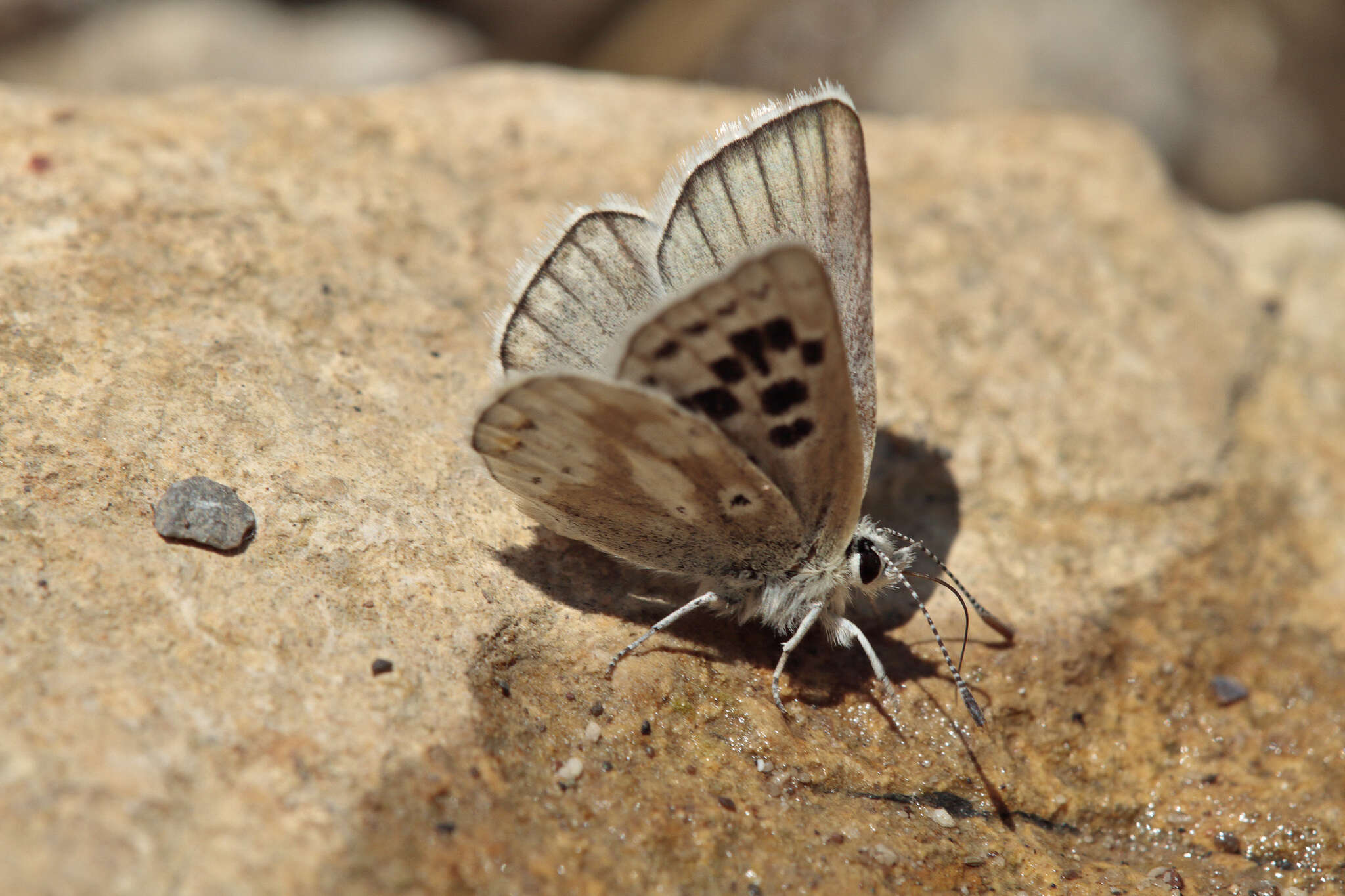 Image of Agriades pyrenaica (Boisduval 1840)