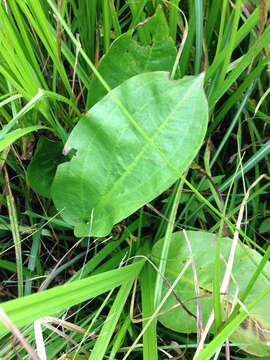 Image of American water plantain