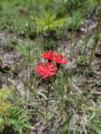 Image of Florida tasselflower