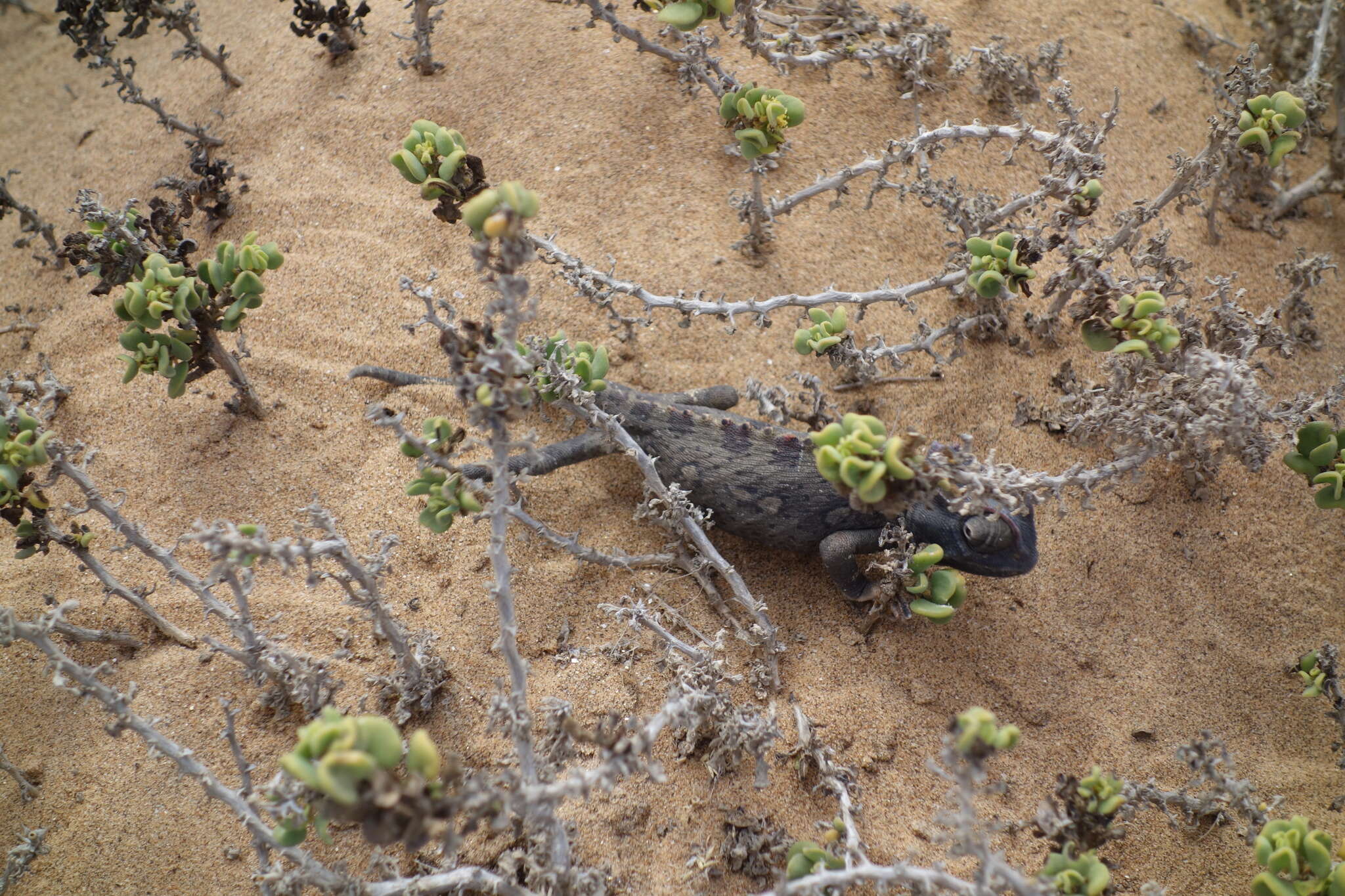 Image of Desert Chameleon