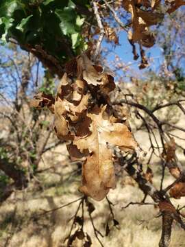 Imagem de Quercus jolonensis Sarg.