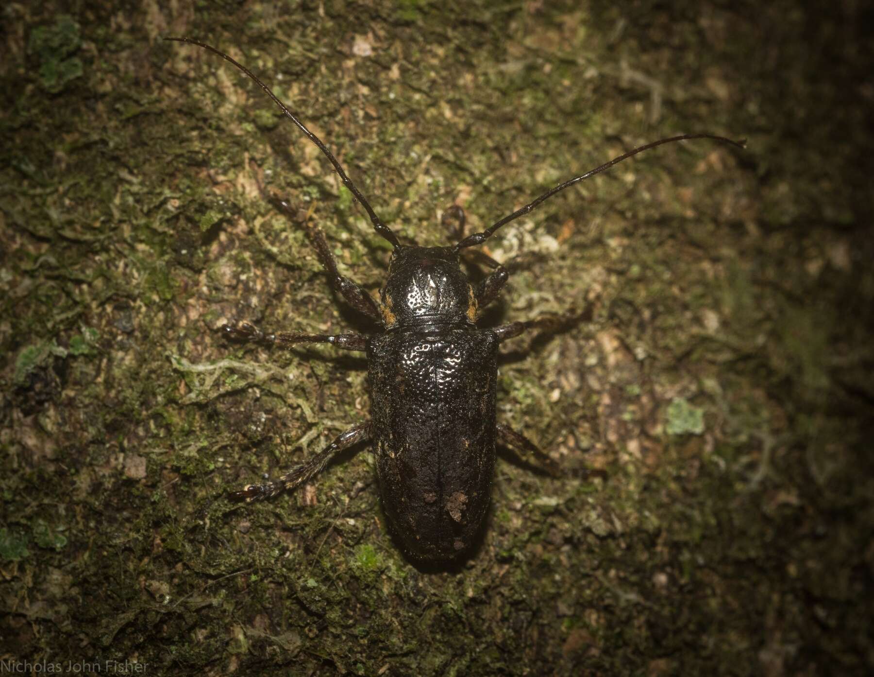 Image of Rhytiphora mediofasciata (Breuning 1938)