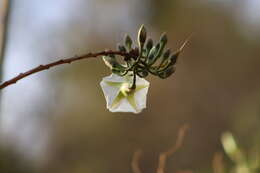 Plancia ëd Ipomoea pauciflora subsp. pauciflora