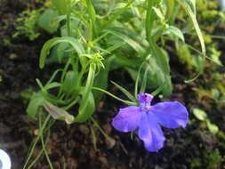 Image of edging lobelia