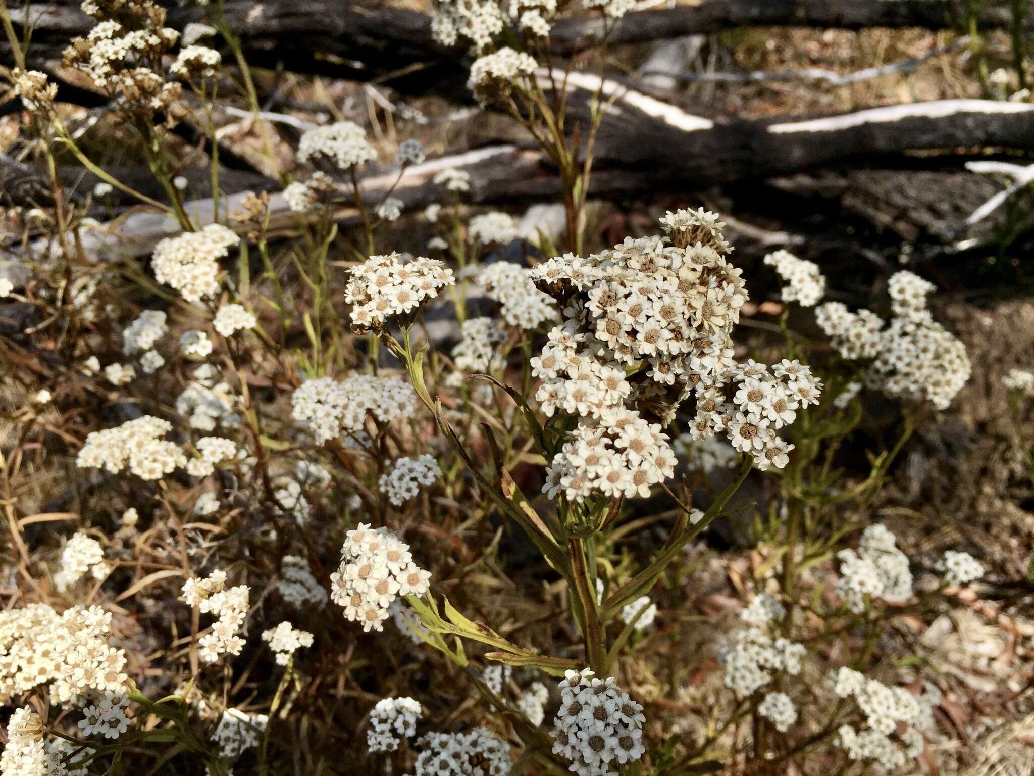 Image of Ixodia achillaeoides subsp. alata