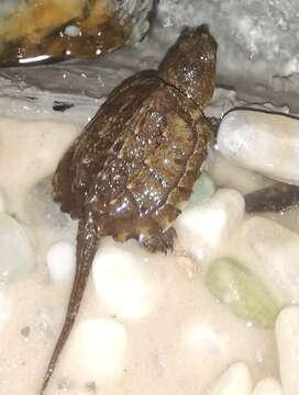 Image of South American snapping turtle