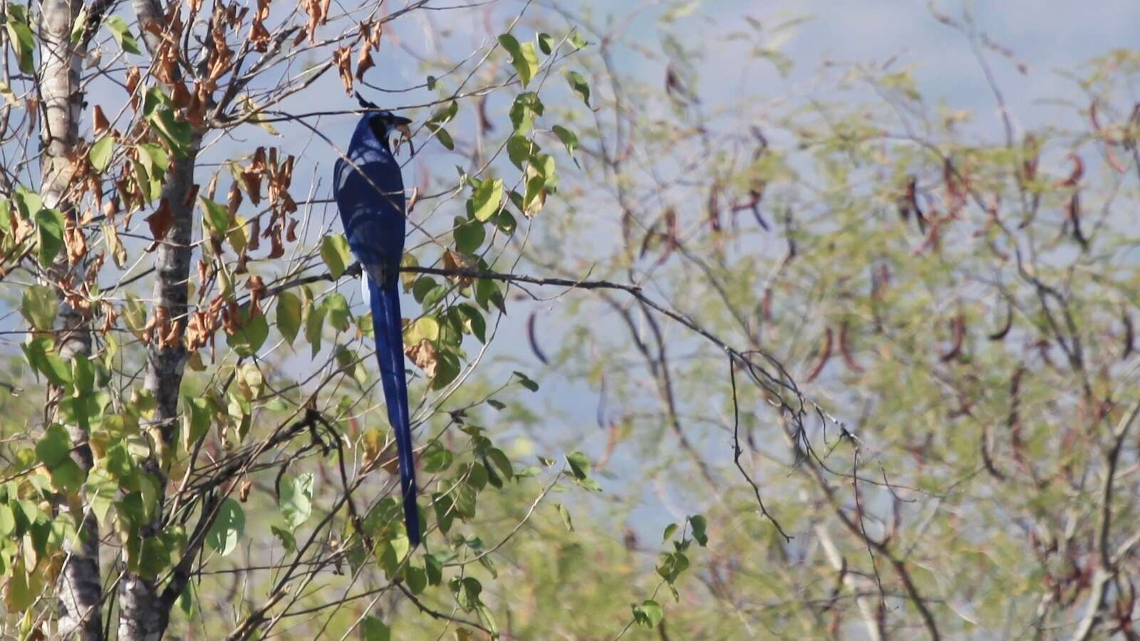 Image of Magpie-jay