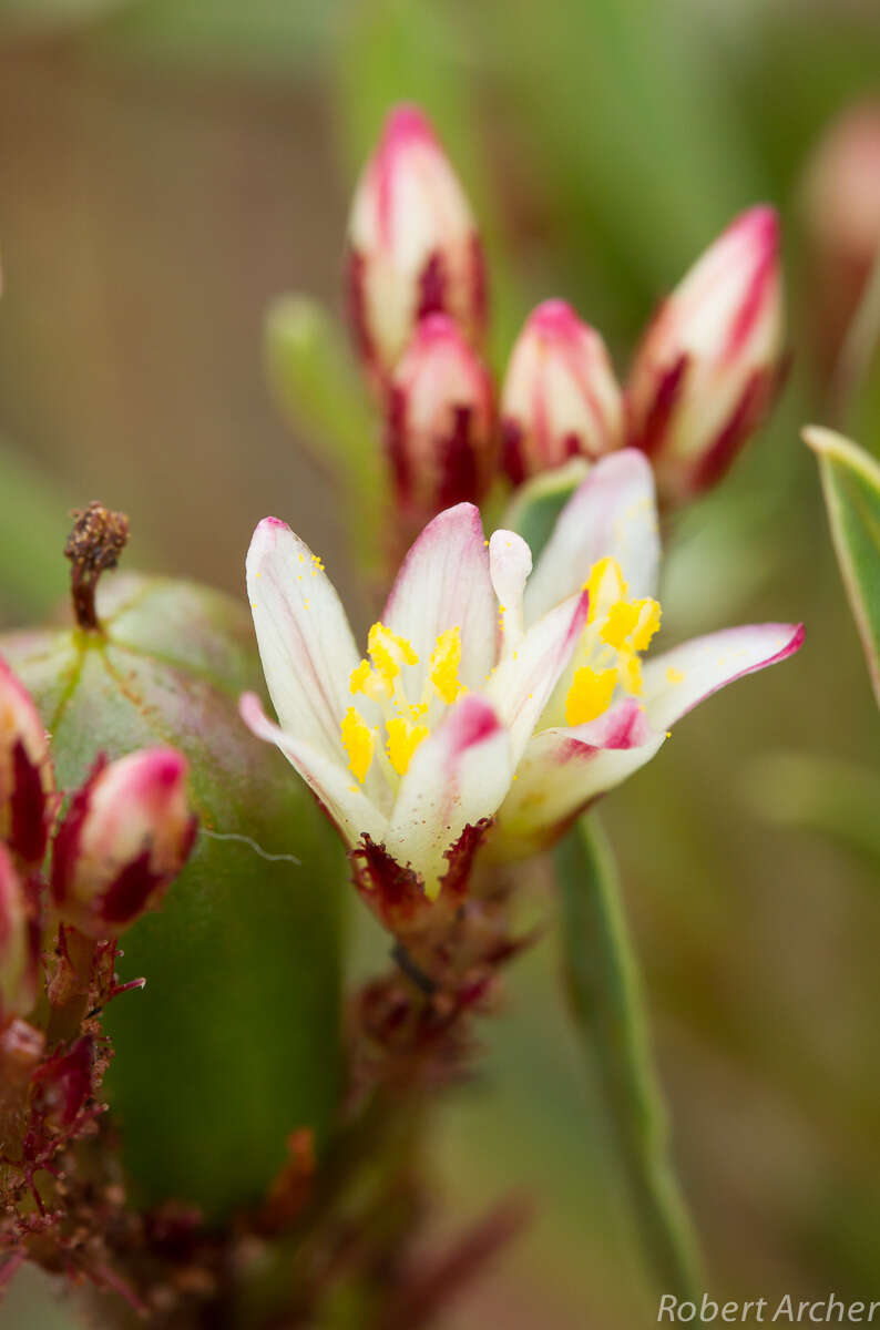 Image de Jatropha lagarinthoides Sond.