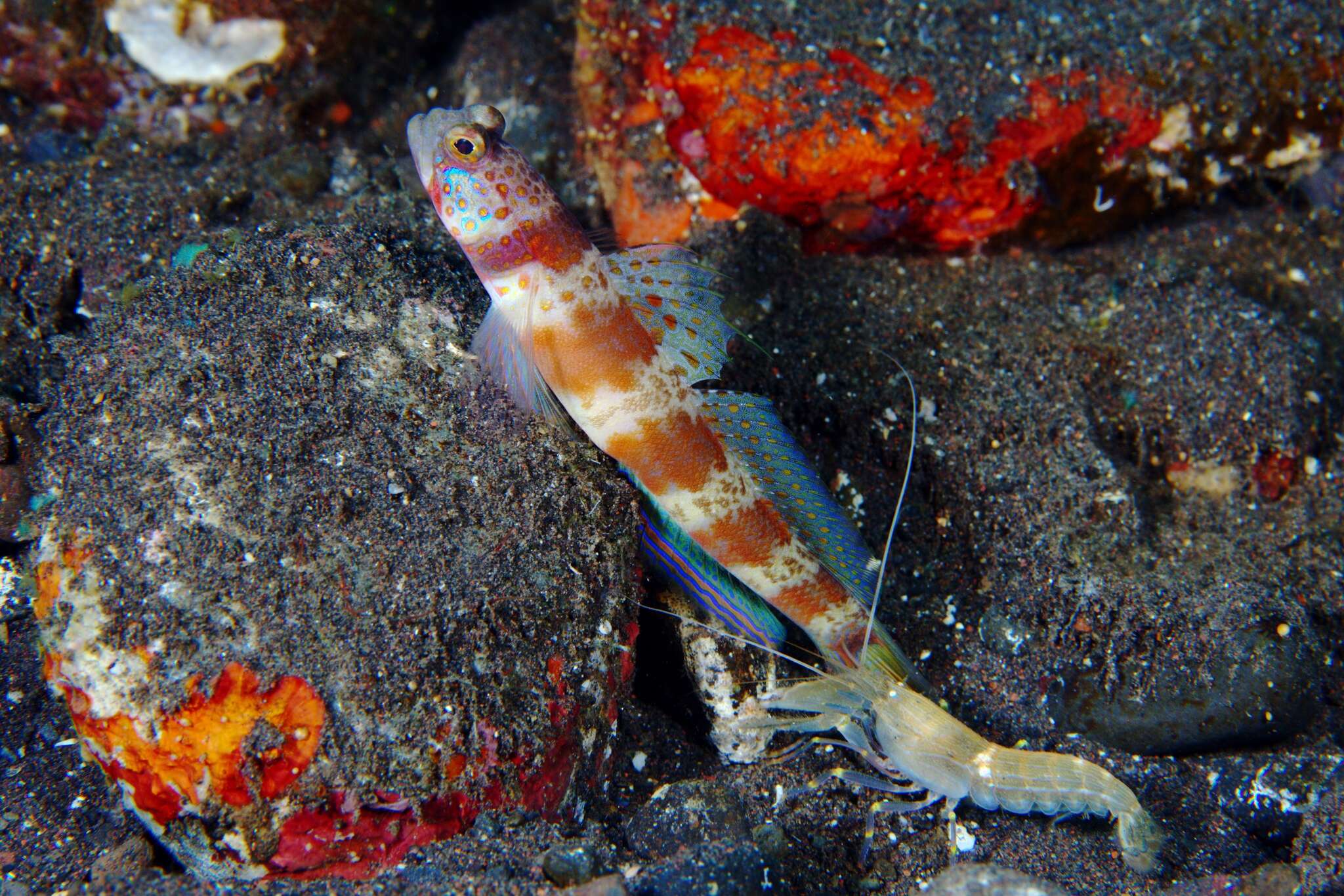 Image of Broad-banded shrimpgoby