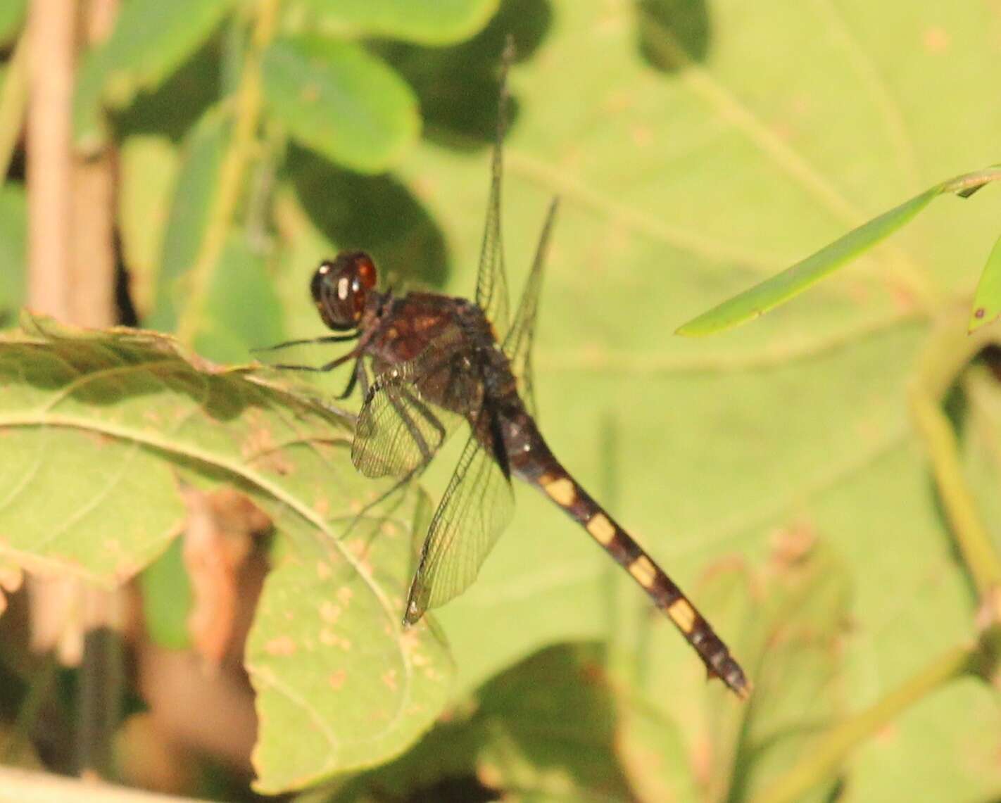 Image of Black Pondhawk