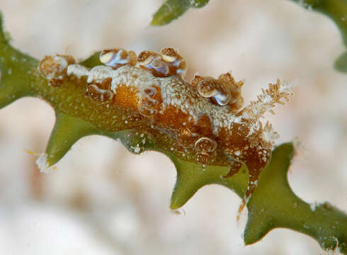 صورة Baeolidia scottjohnsoni Carmona, Pola, Gosliner & Cervera 2014