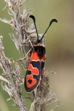 Image of Zygaena fausta Linnaeus 1767