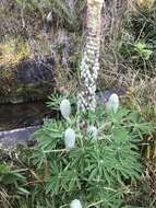 Image of Lupinus triananus C. P. Sm.