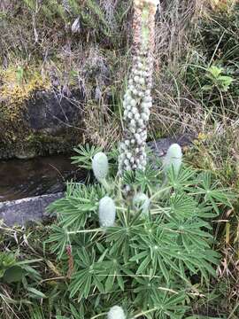 Image of Lupinus triananus C. P. Sm.