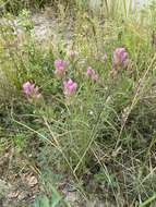 Image of Castilleja rubra (Drob.) Rebr.