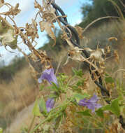 Image of Antirrhinum wislizenii (Engelm. ex A. Gray) Tidestr.