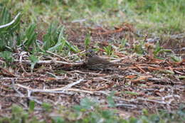 Image of Passerella iliaca annectens Ridgway