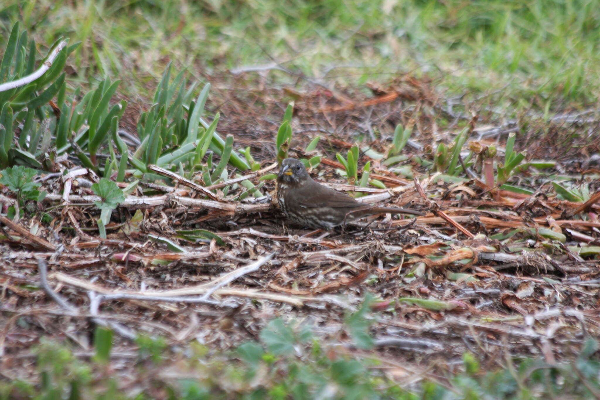 Image of Passerella iliaca annectens Ridgway