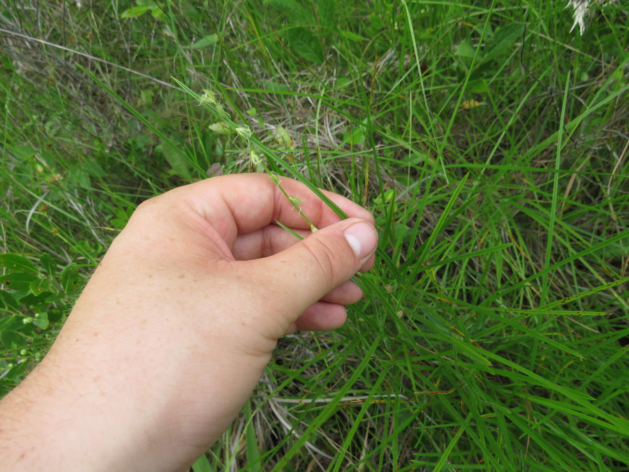 Image of River-Swamp Nut-Rush