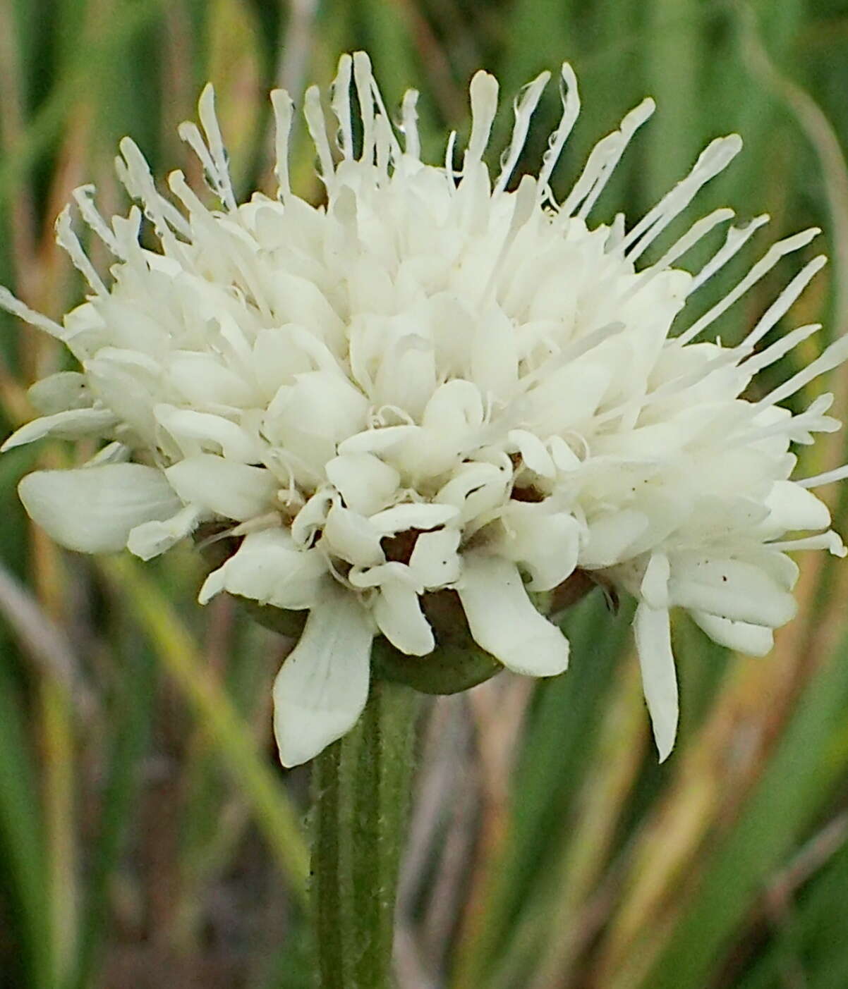 Image of Cephalaria galpiniana Szabo