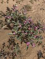 Image de Penstemon albomarginatus M. E. Jones