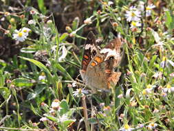 Image of Common buckeye