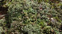 Image of cup lichen