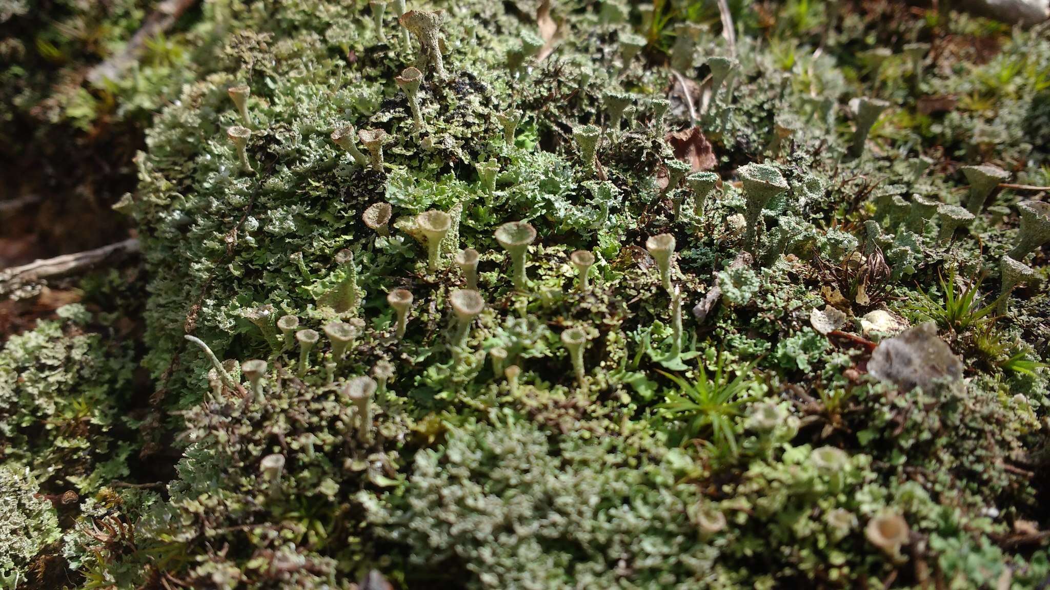 Image of cup lichen