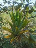 Image of Catopsis paniculata É. Morren