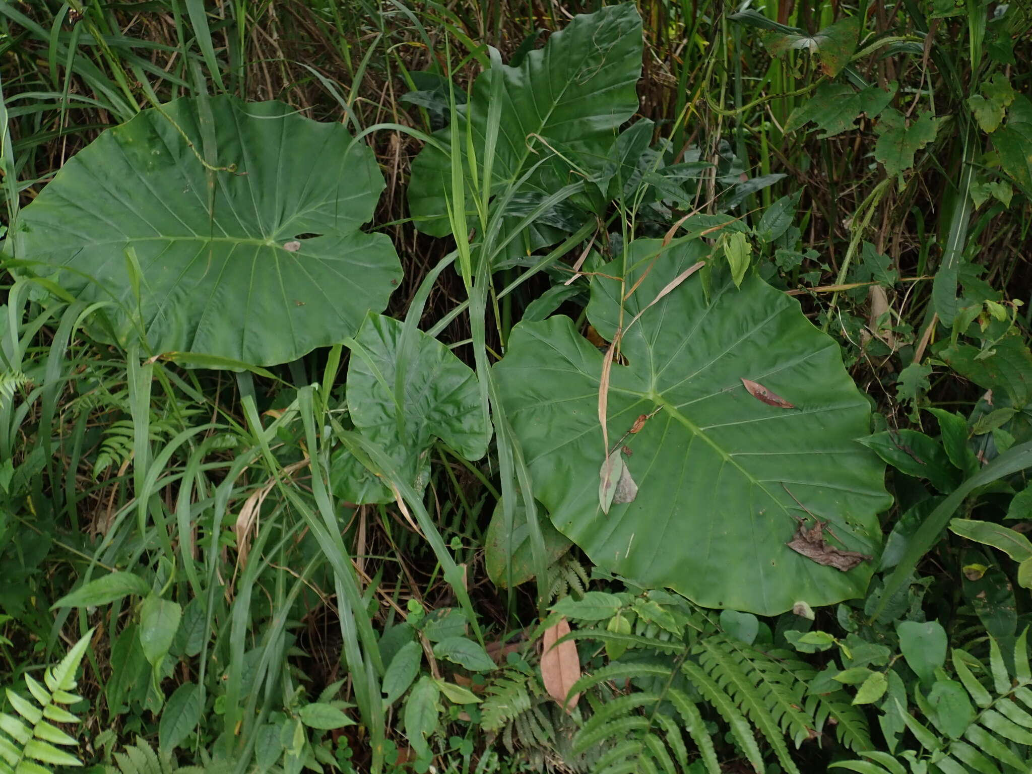 Alocasia odora (G. Lodd.) Spach resmi