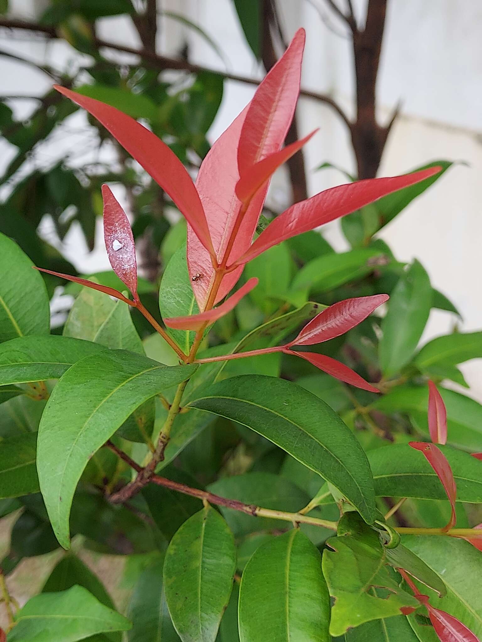 Image of Syzygium myrtifolium Walp.