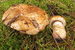 Tricholoma focale (Fr.) Ricken 1914 resmi