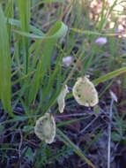 Image of sand fringepod