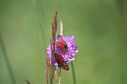 Plancia ëd Zygaena purpuralis Brünnich 1763