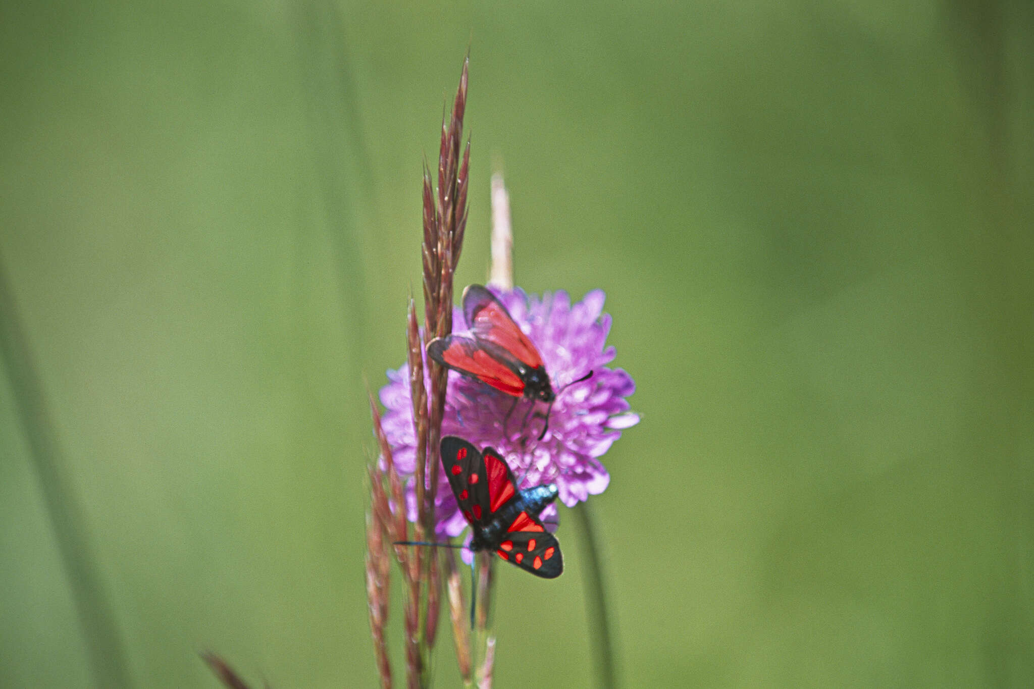 Plancia ëd Zygaena purpuralis Brünnich 1763