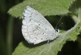 Image of <i>Celastrina humulus</i>