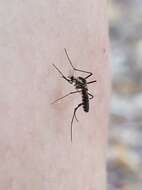 Image of Aedes triseriatus (Say 1823)
