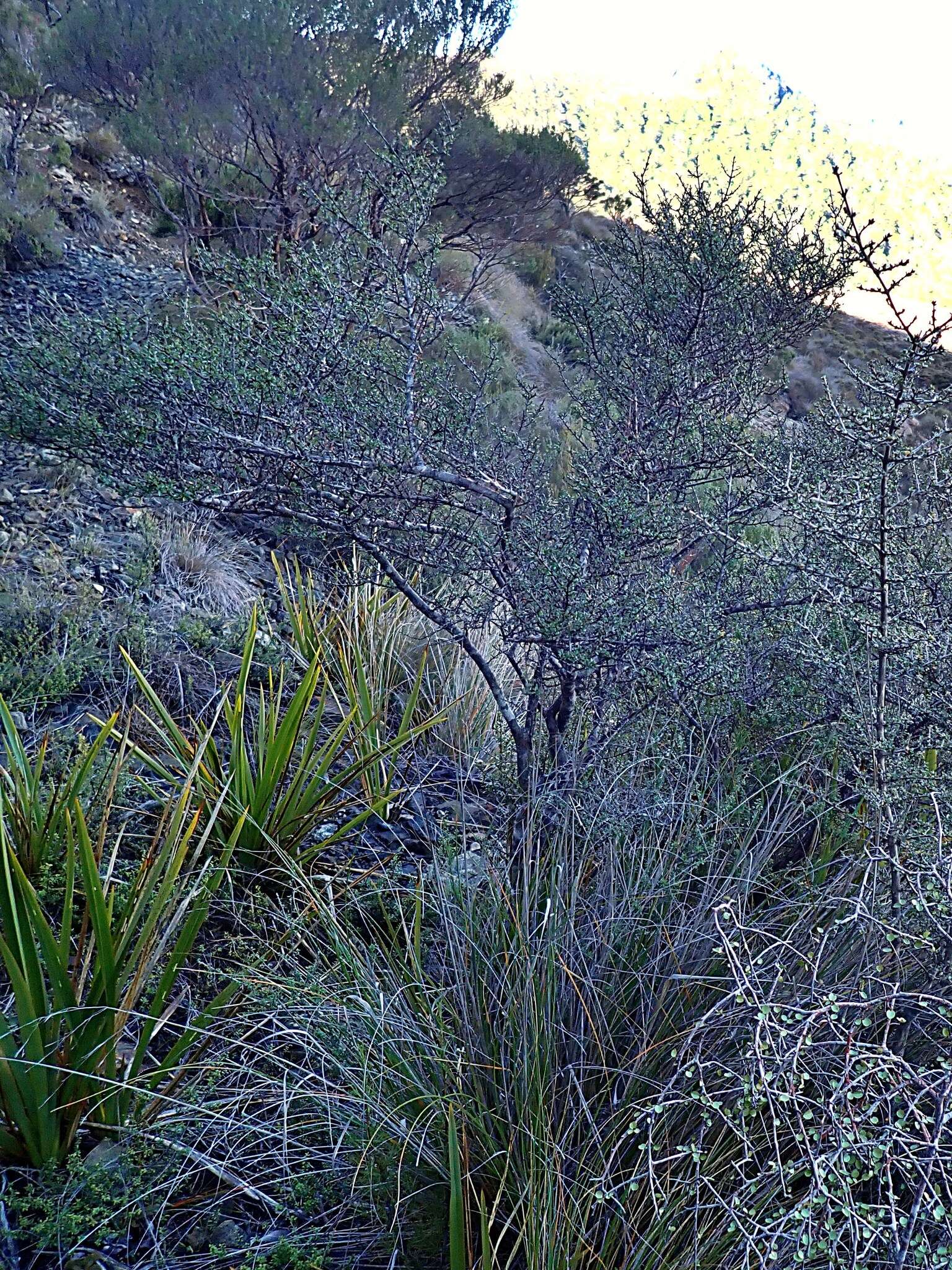 Image of Coprosma obconica Kirk