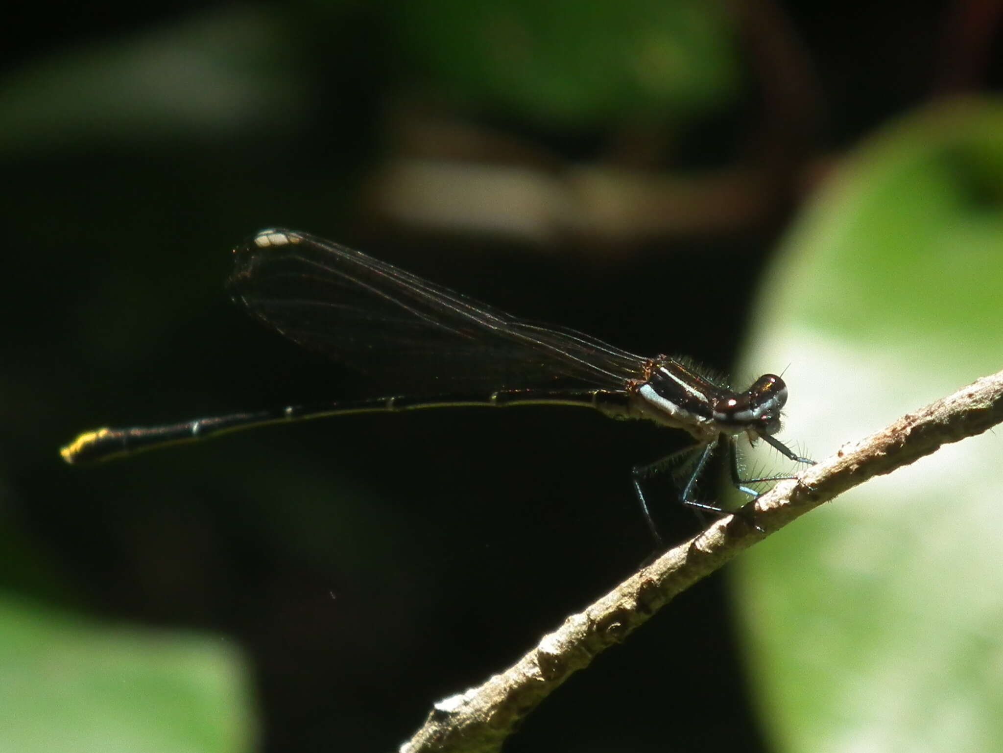 Sivun Allocnemis leucosticta Selys 1863 kuva