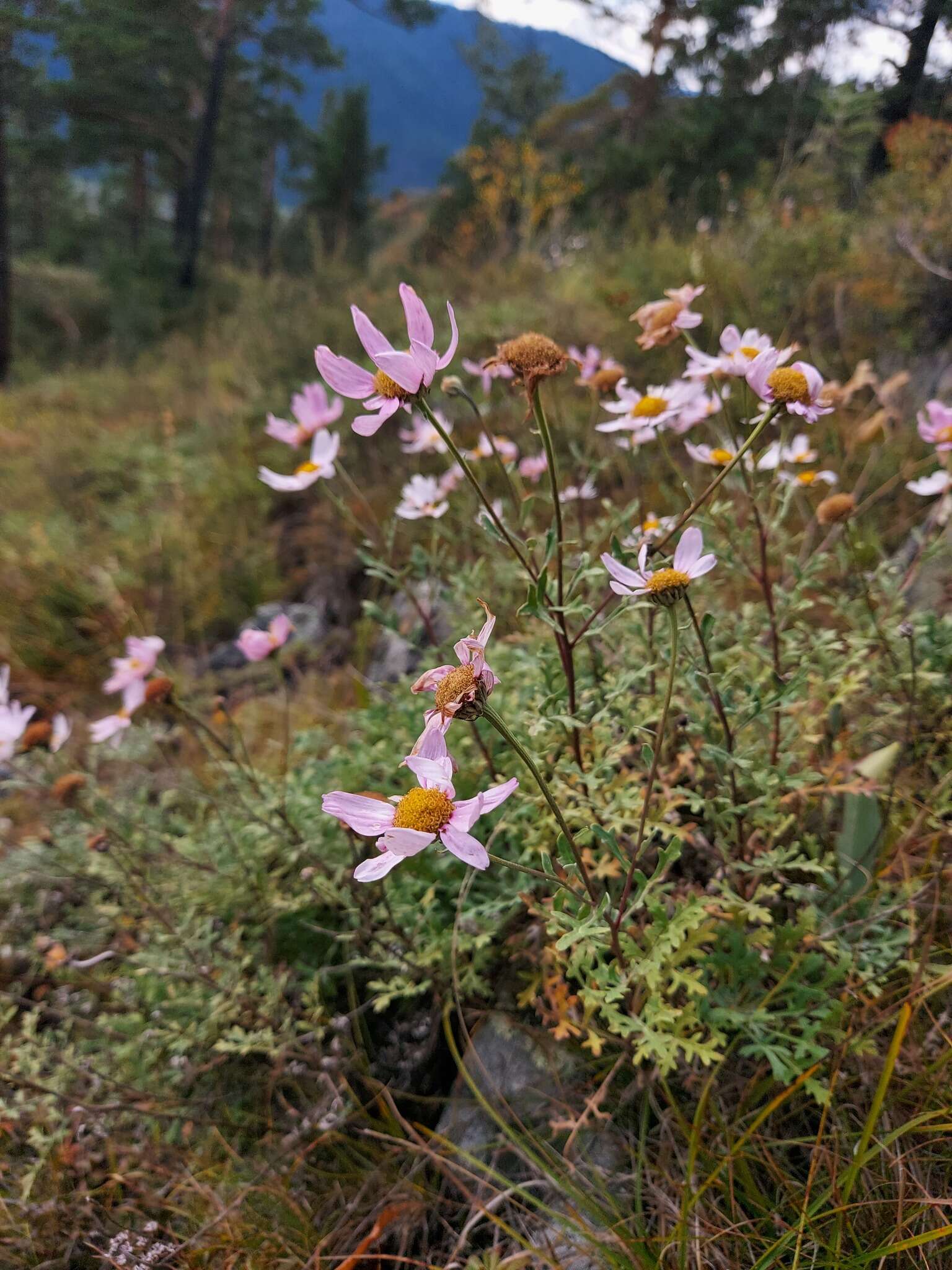 Image of Chrysanthemum sinuatum Ledeb.