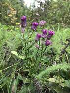 Image of blood milkwort