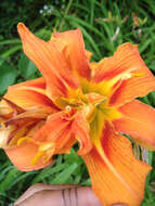 Image of orange daylily