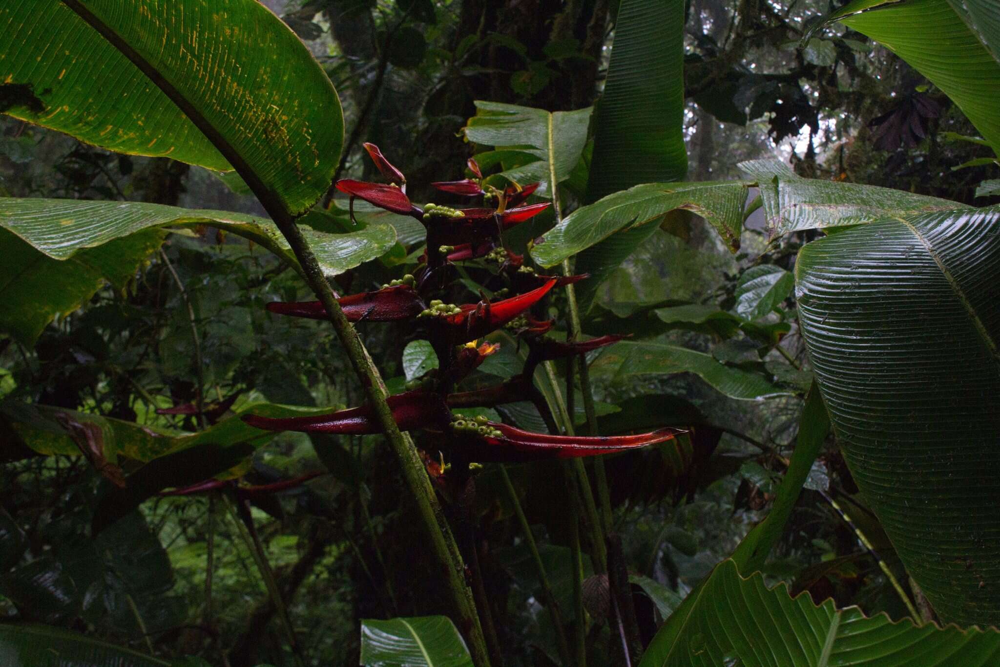 Image de Heliconia monteverdensis G. S. Daniels & F. G. Stiles