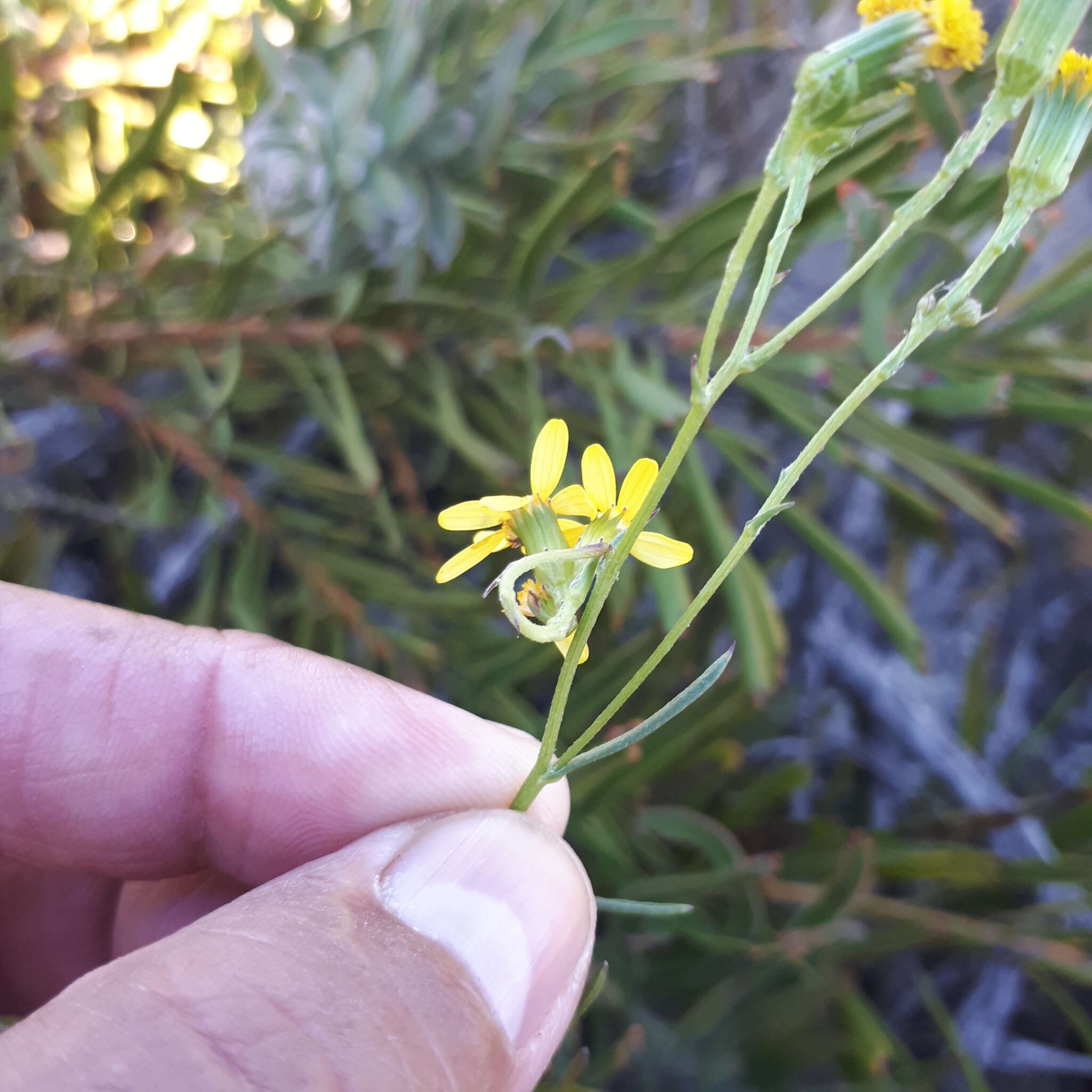 Image of Senecio burchellii DC.