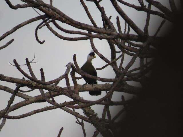 Image of White-crested Turaco