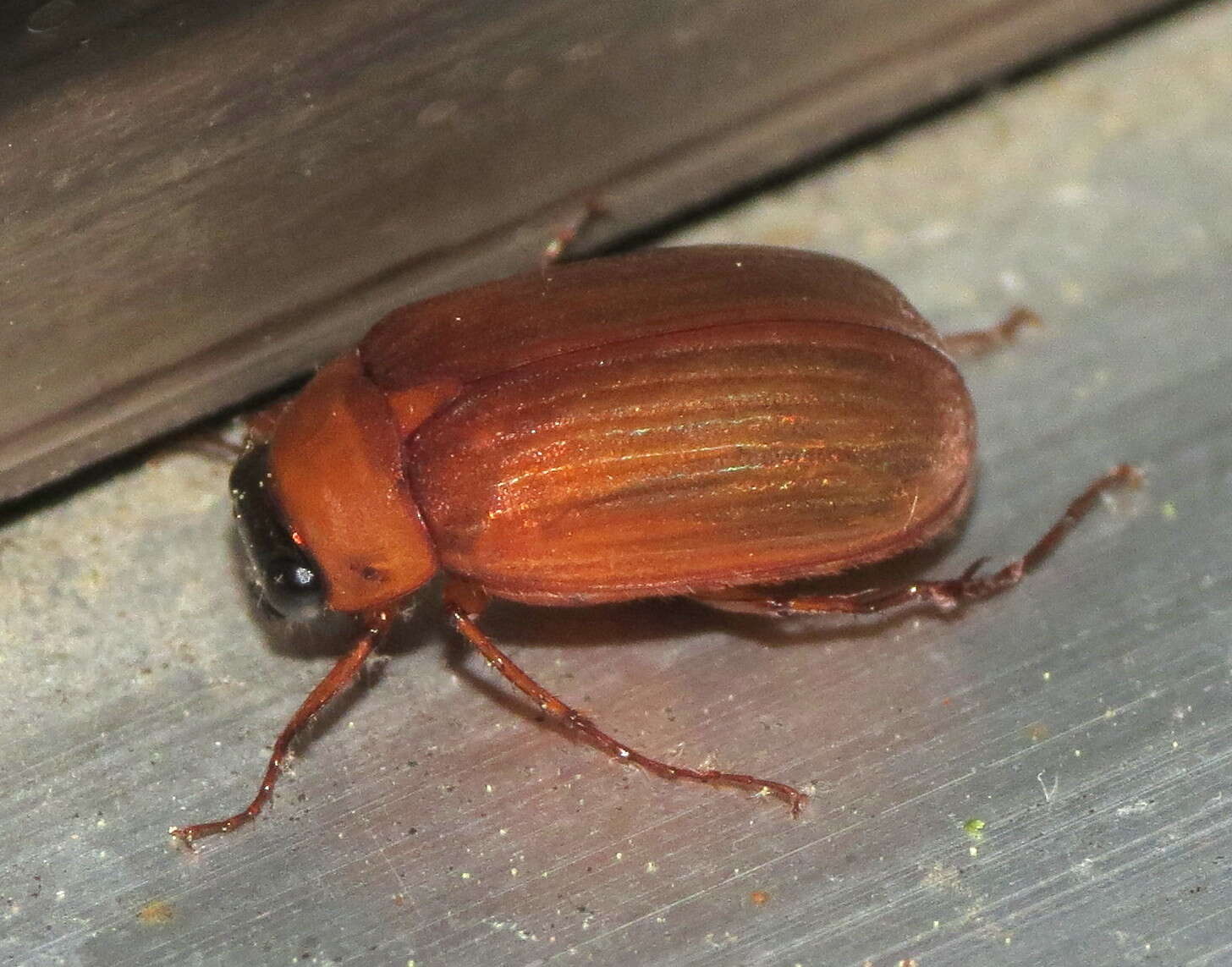 Imagem de Nipponoserica peregrina (Chapin 1938)