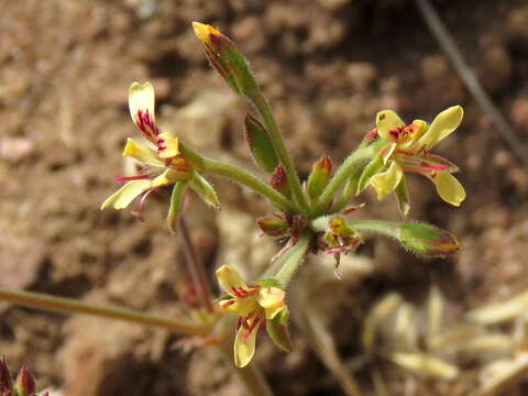 Image of Pelargonium aciculatum E. M. Marais